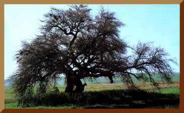 tree